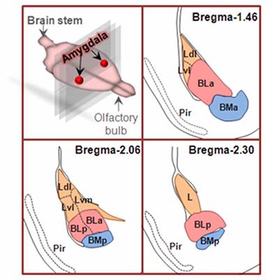 From Structure to Behavior in Basolateral Amygdala-Hippocampus Circuits